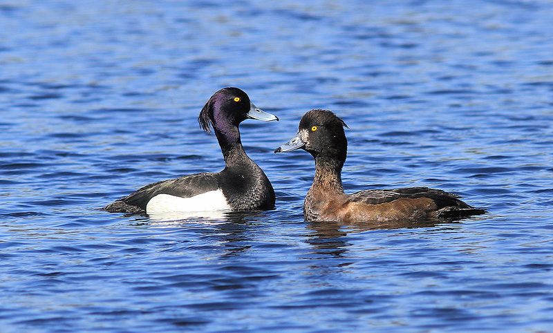 Нырки фото превью