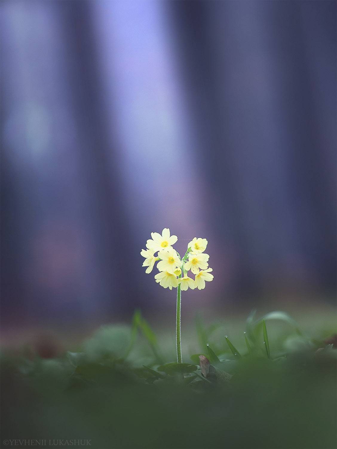 , Лукашук Евгений