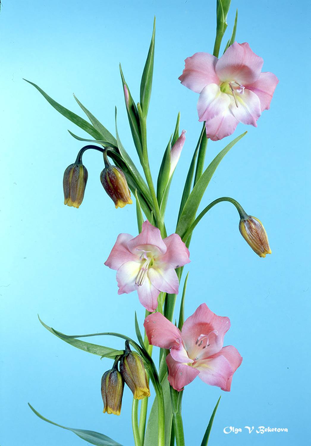 натюрморт, цветы, букет, Бекетова Ольга