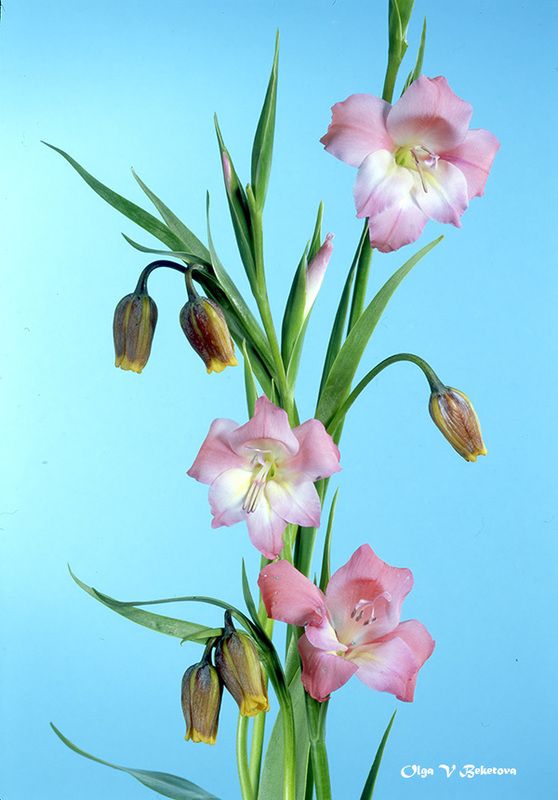 натюрморт, цветы, букет Весенний букет фото превью