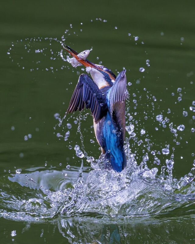 birds Common Kingfisher фото превью