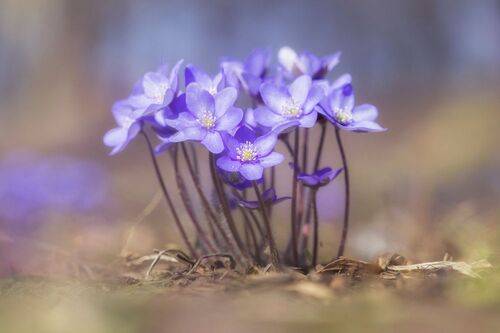 Anemone hepatica