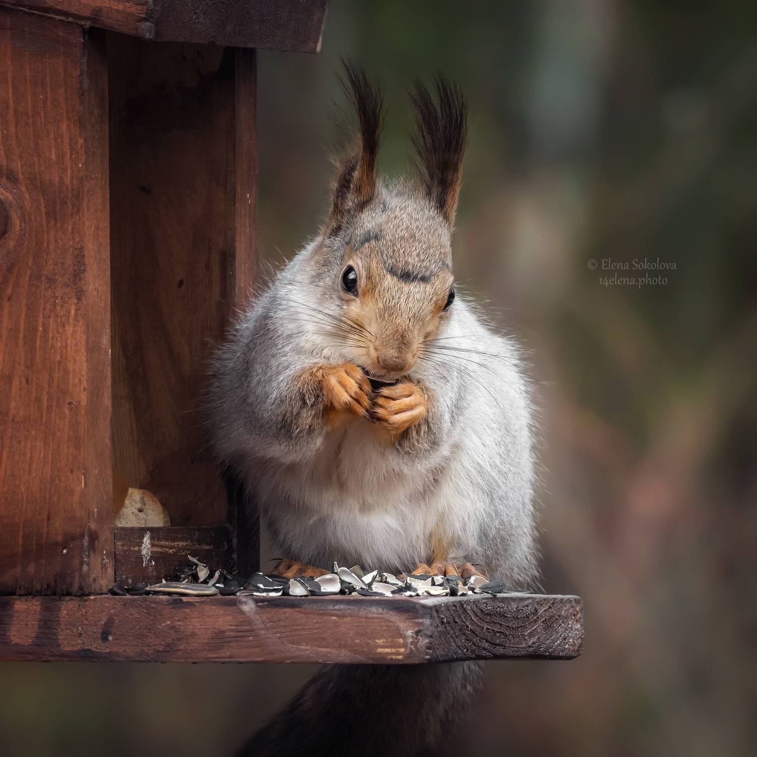 белочка, весна, Соколова Елена