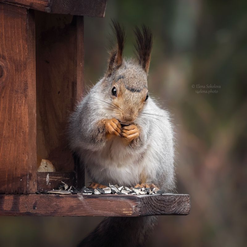 белочка, весна Белочка фото превью