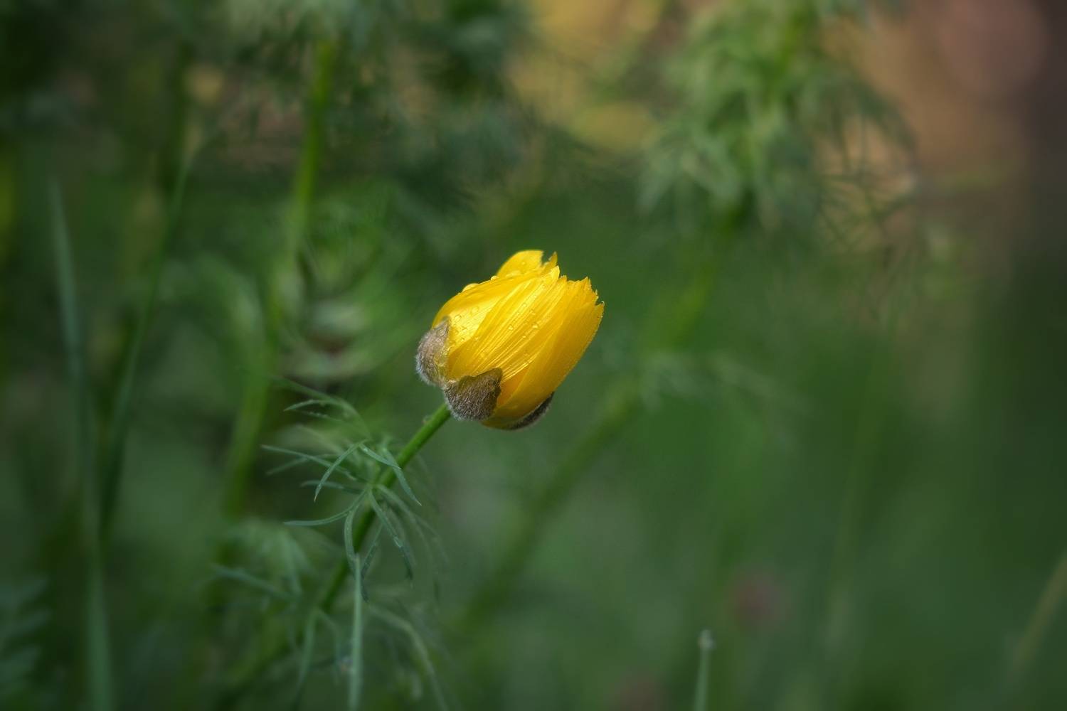 , Юлияна Стоянова