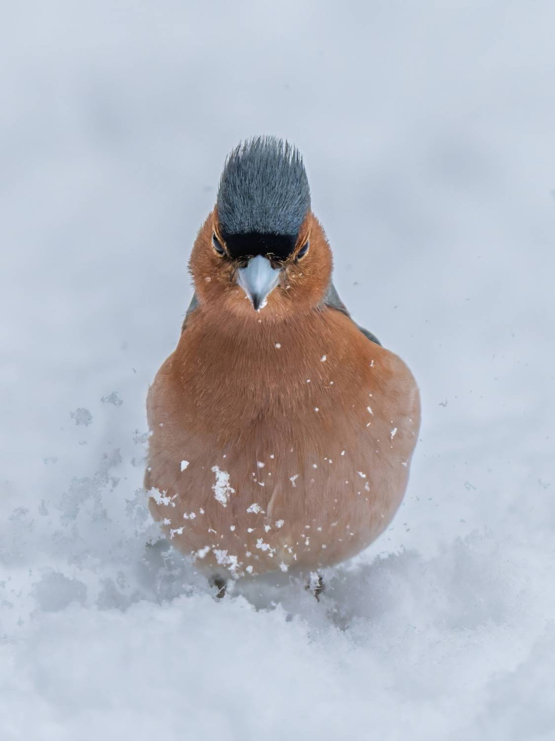 , Дэм Константин