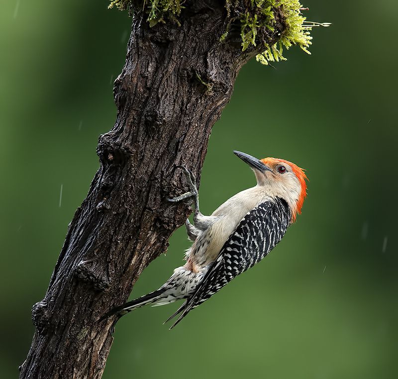 дятел, каролинский меланерпес, red-bellied woodpecker, woodpecker, весна, spring, дождь Red-bellied Woodpecker, male -  Каролинский меланерпес фото превью