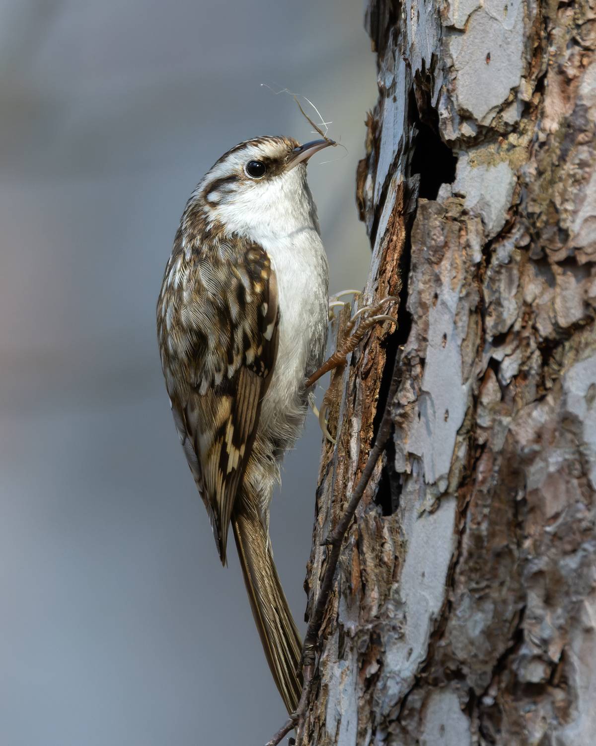 пищуха, фото птиц, birds, certhia familiaris, Александр Шипиленко