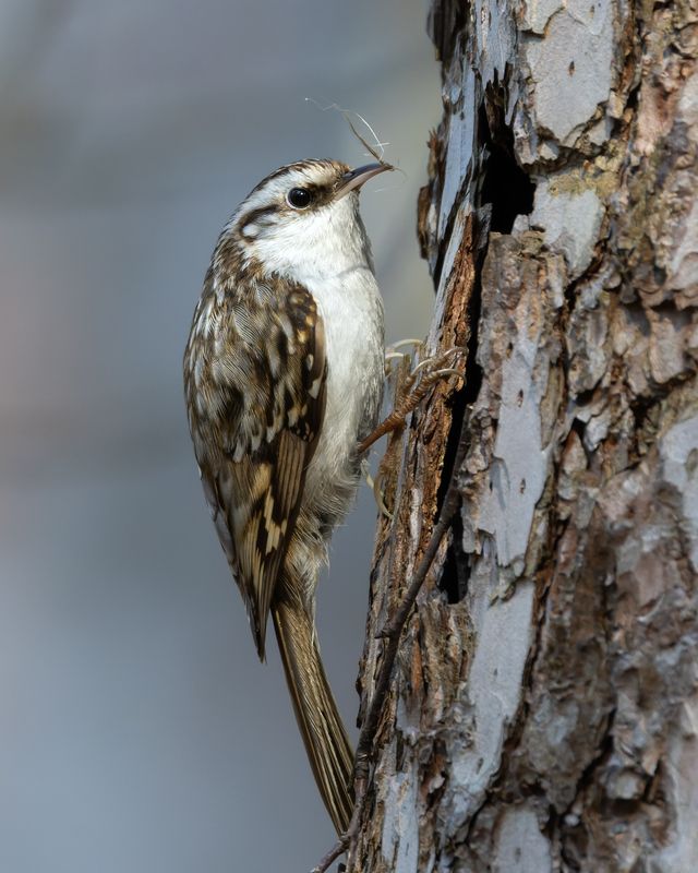 пищуха, фото птиц, birds, certhia familiaris  фото превью