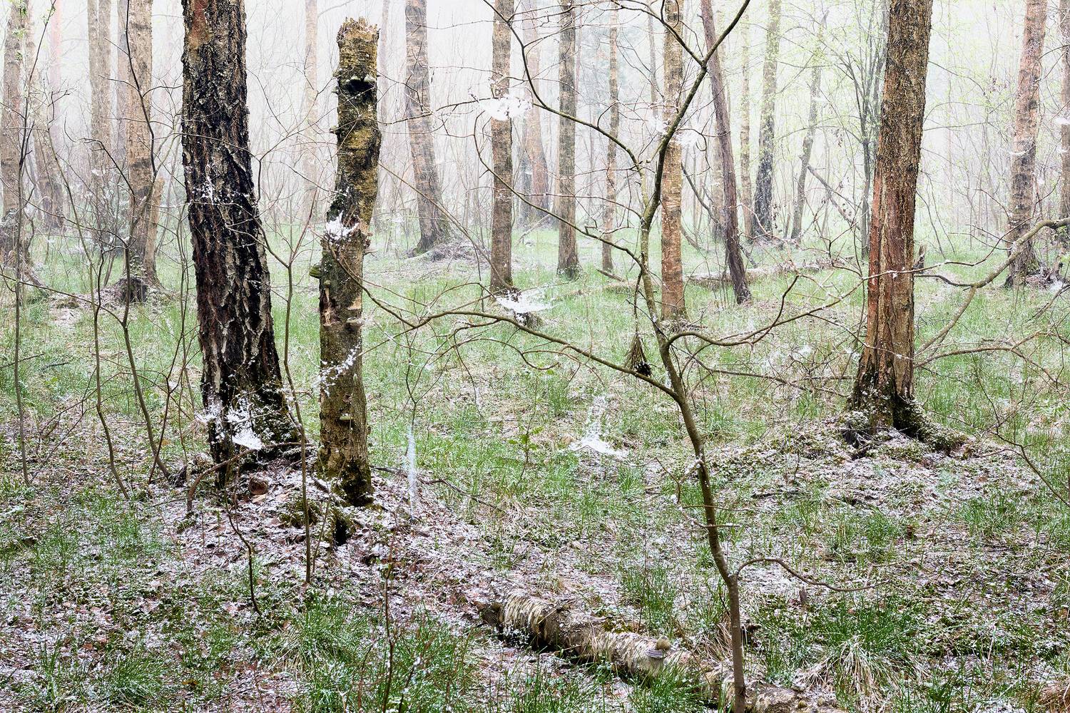 лес, снег, Валерий Вождаев