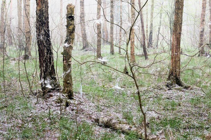 лес, снег Снегопад в весеннем лесу фото превью