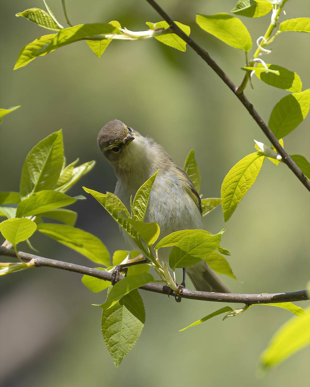 пеночка-теньковка, пеночка, теньковка, пеночка теньковка, птицы, Руслан Pl