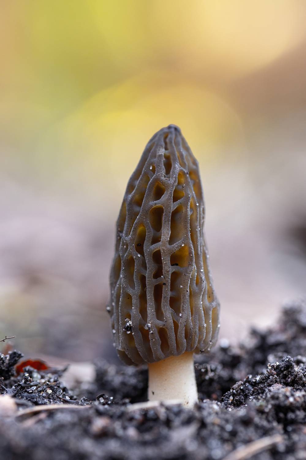 макро, грибы, лес, весна, боке, bokeh, macro, mushroom, forest, Обидина Мария
