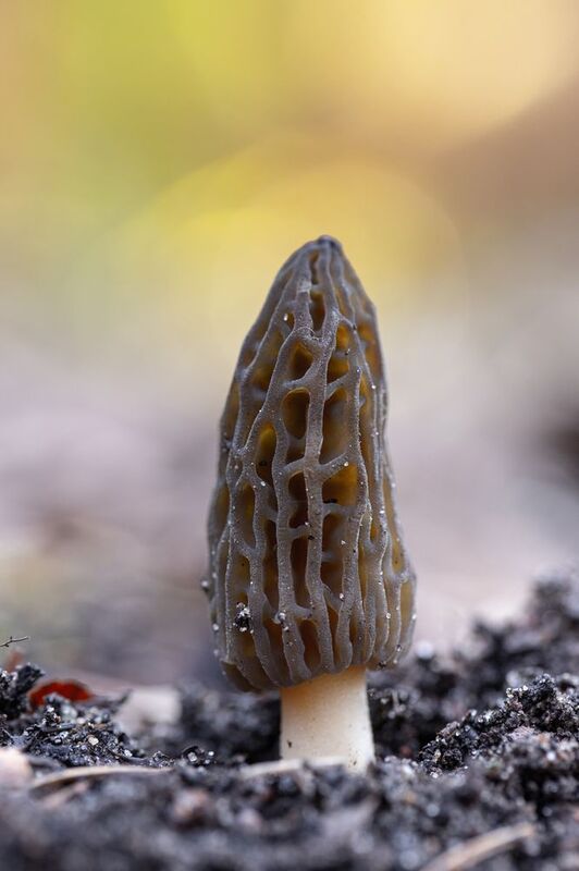 макро, грибы, лес, весна, боке, bokeh, macro, mushroom, forest Великолепный сморчок фото превью