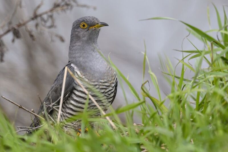 Песен еще ненаписанных, сколько? Скажи, кукушка, пропой. фото превью