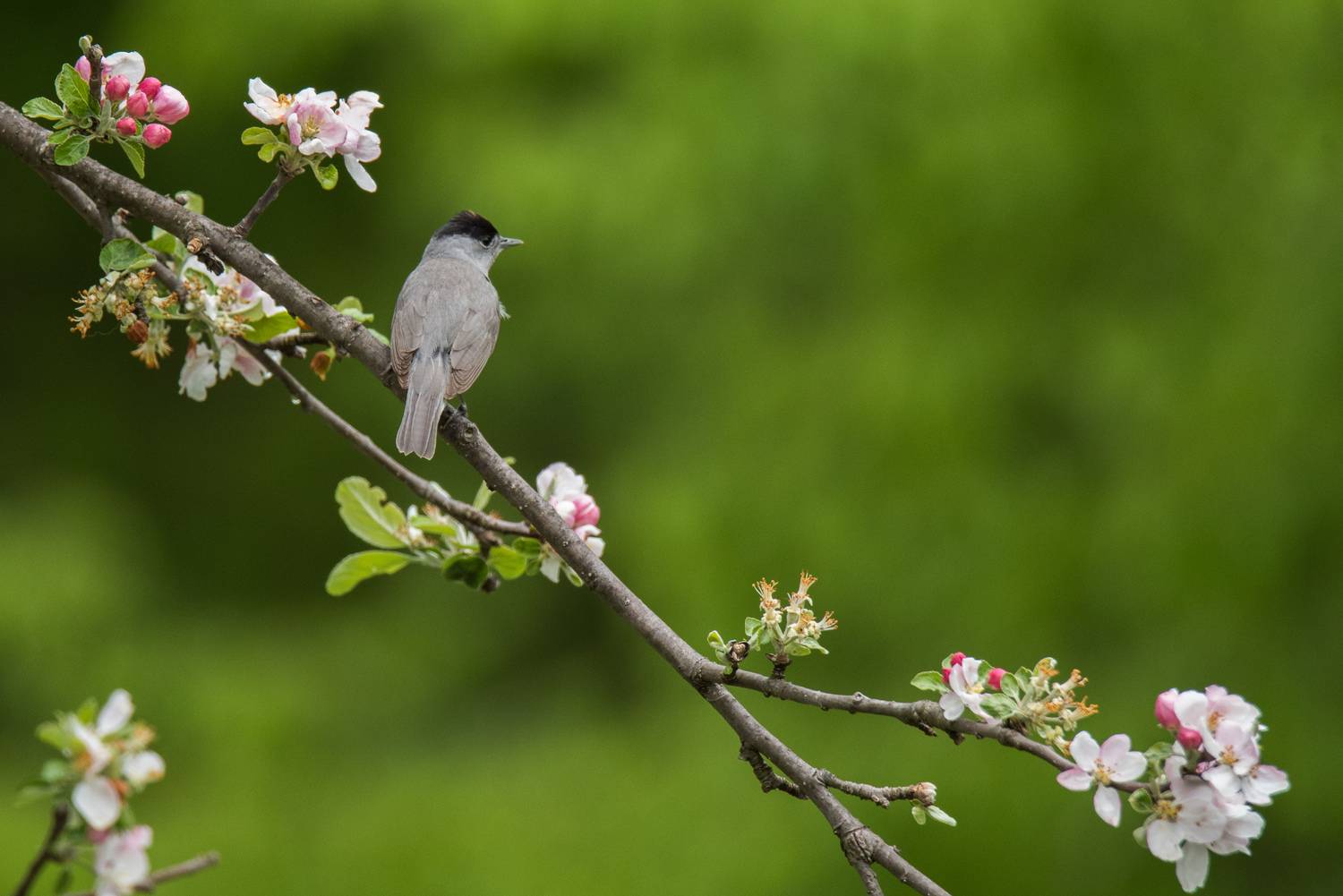 , Дмитрий Величко