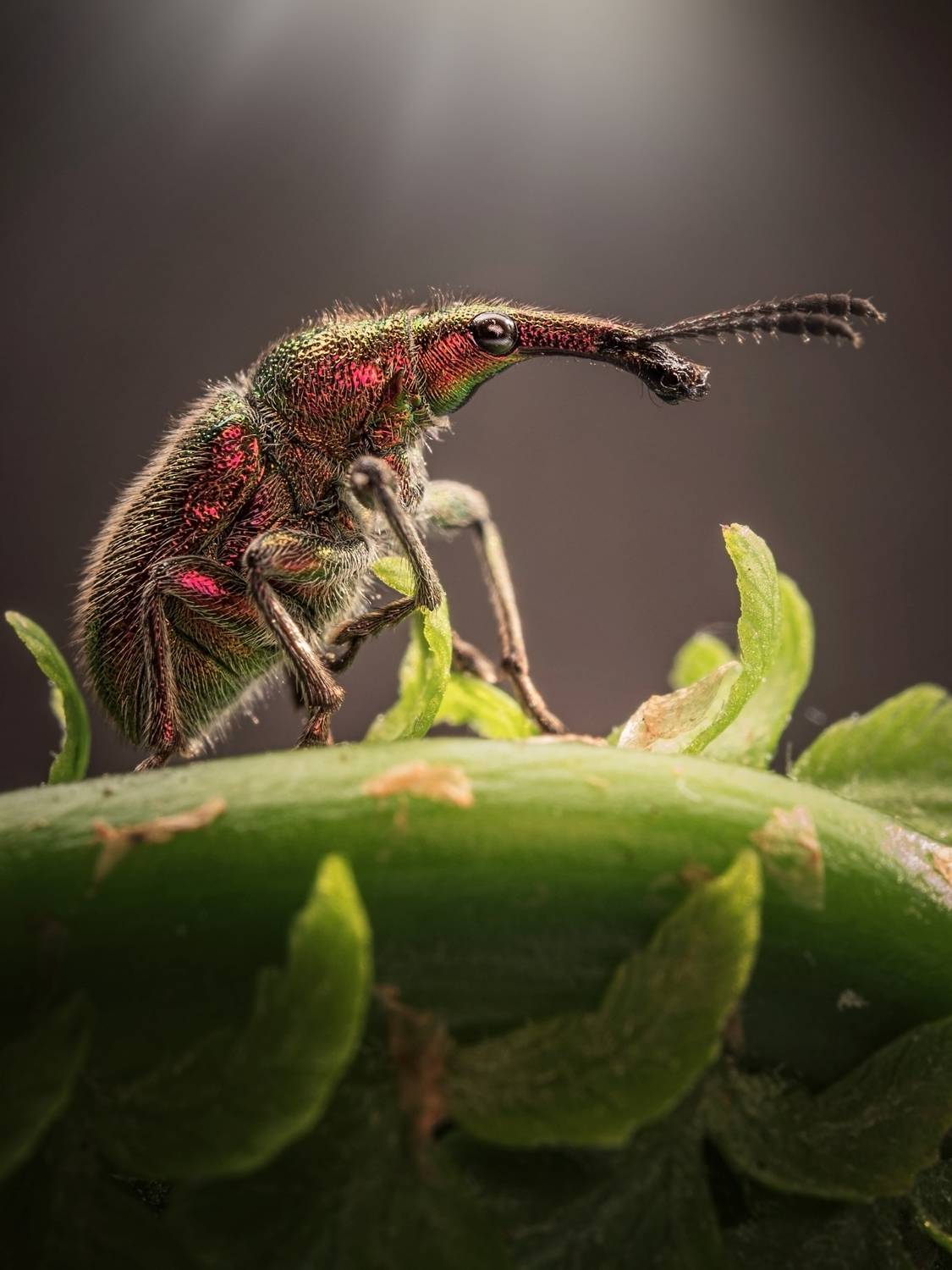 , Лапшина Владлена