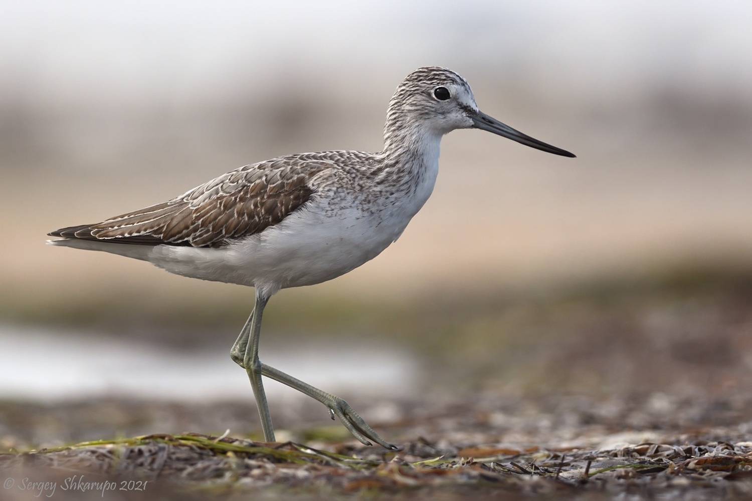 , Сергей Шкарупо