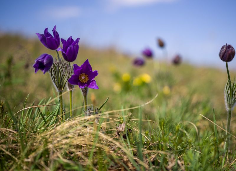 горные фото превью