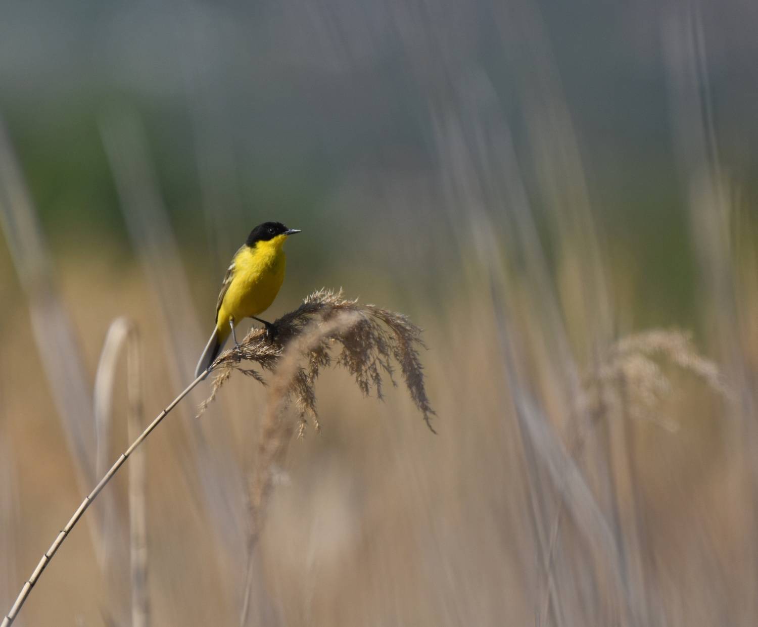 , Герчев Николай