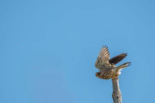 Common kestrel
