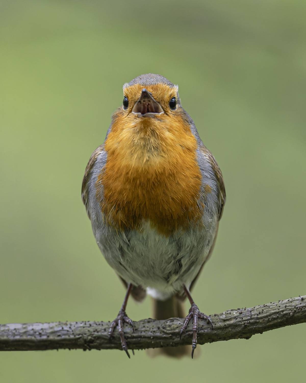 малиновка, зарянка, птицы, Руслан Pl