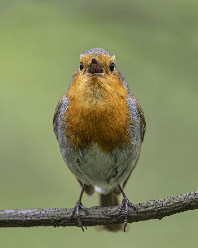 малиновка, зарянка, птицы Малиновка фото превью