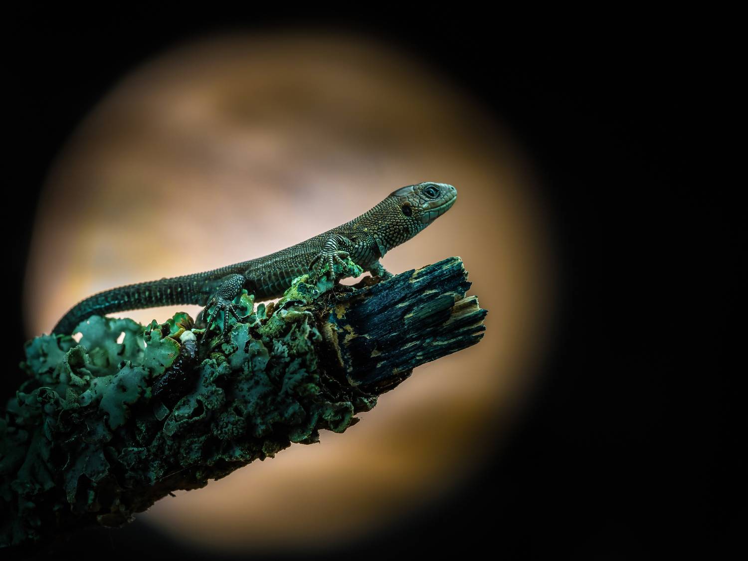 , Олег Савицкий