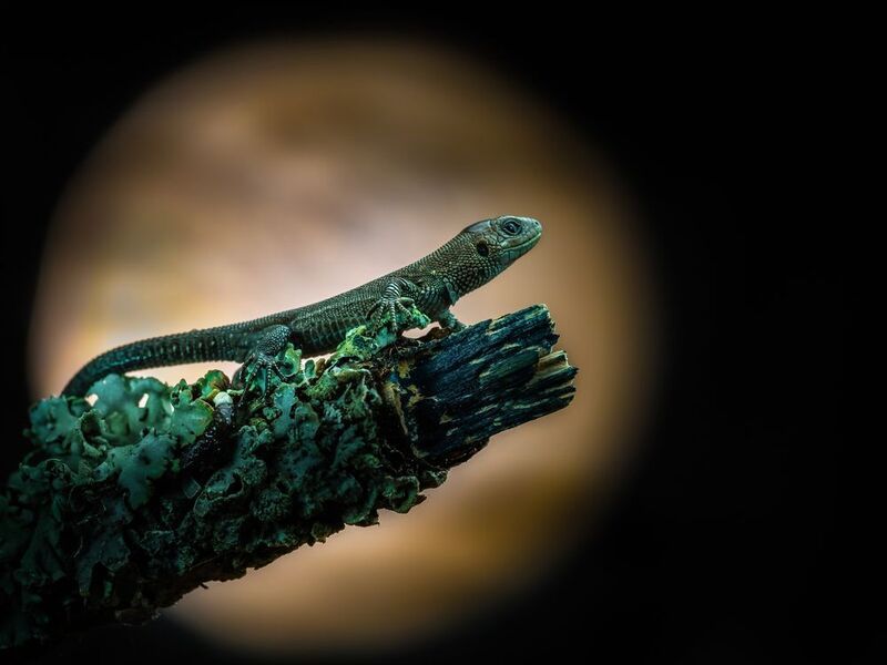 Хозяйка медной горы. фото превью