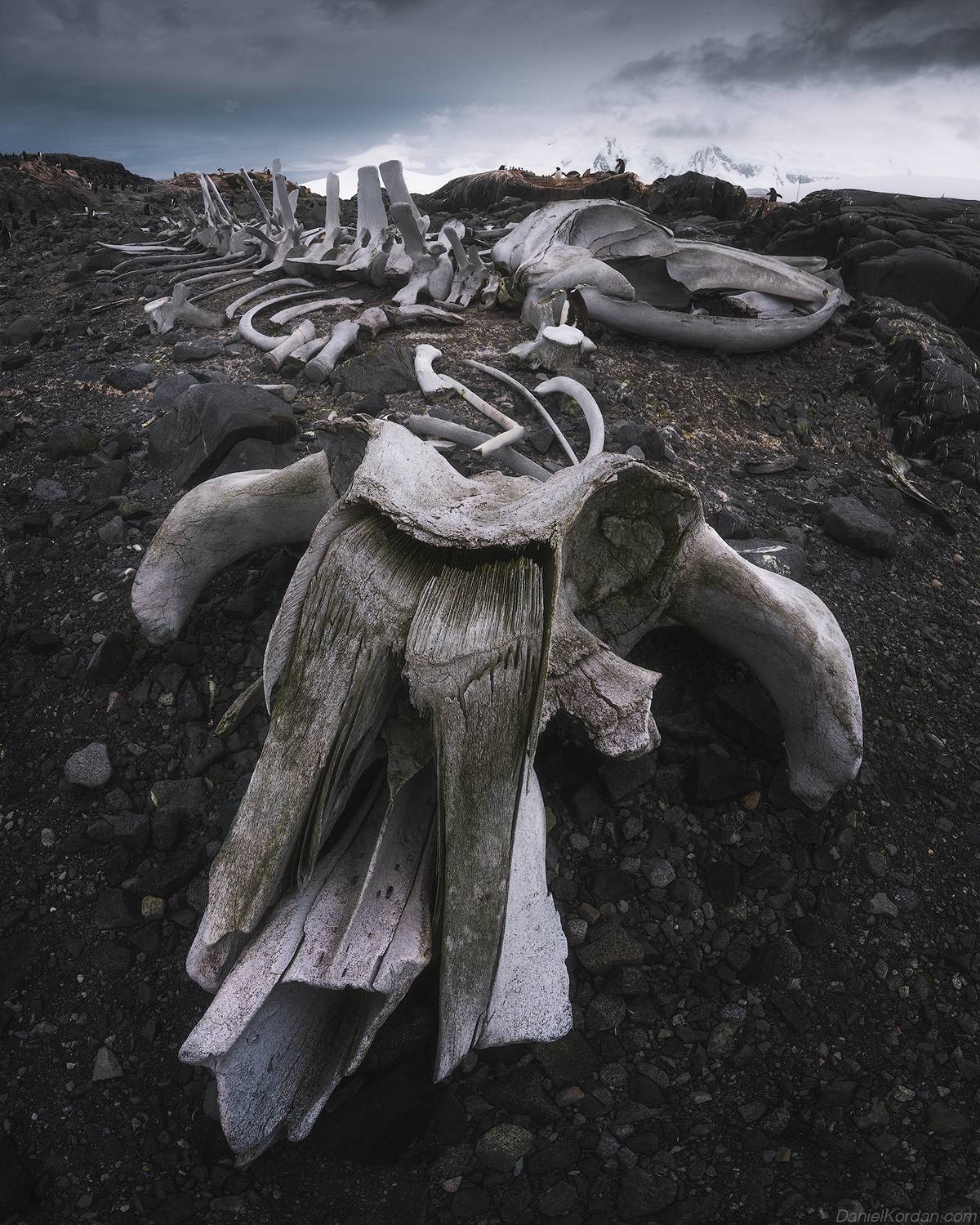 Antarctica, Даниил Коржонов