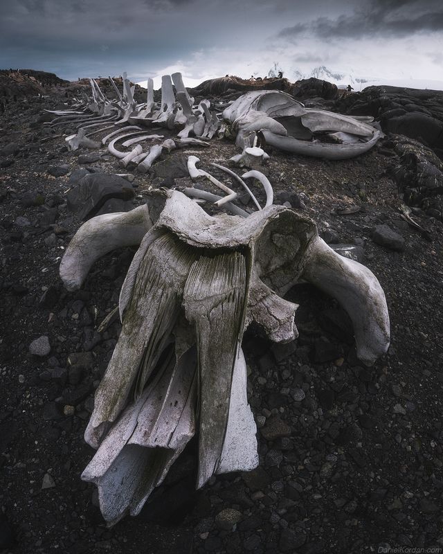 Antarctica