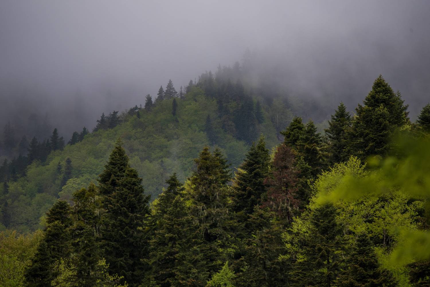 , Дмитрий Величко