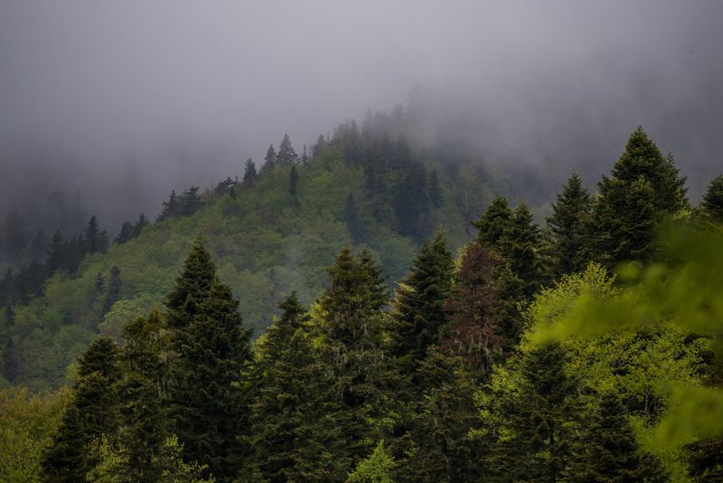 Лес в Гузерипле фото превью