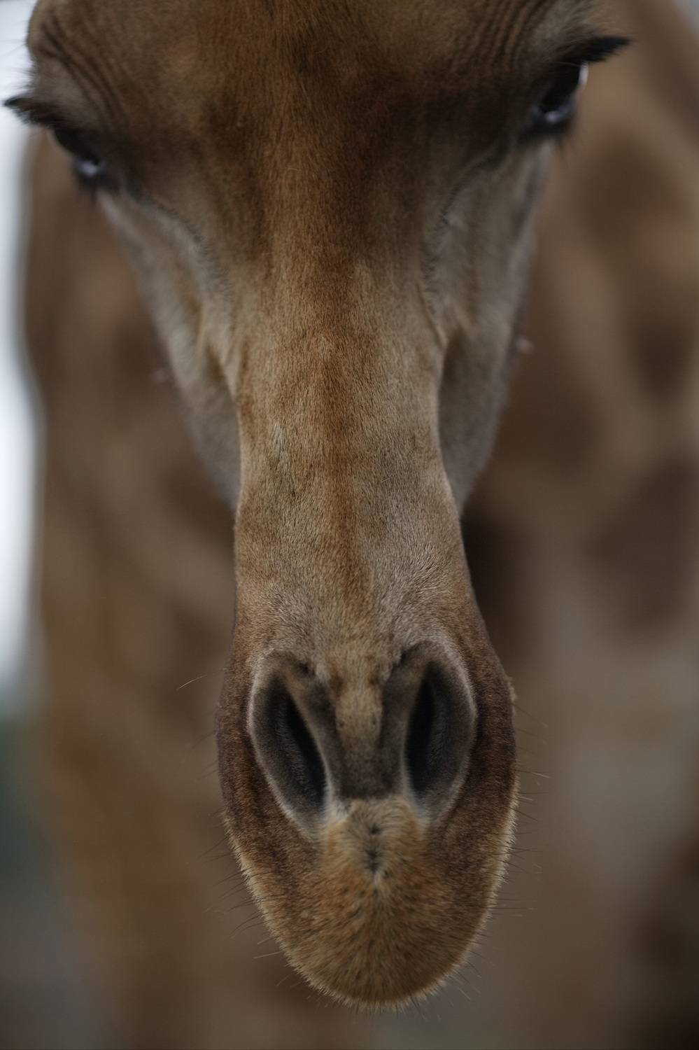 жираф, Lilia Tkachenko