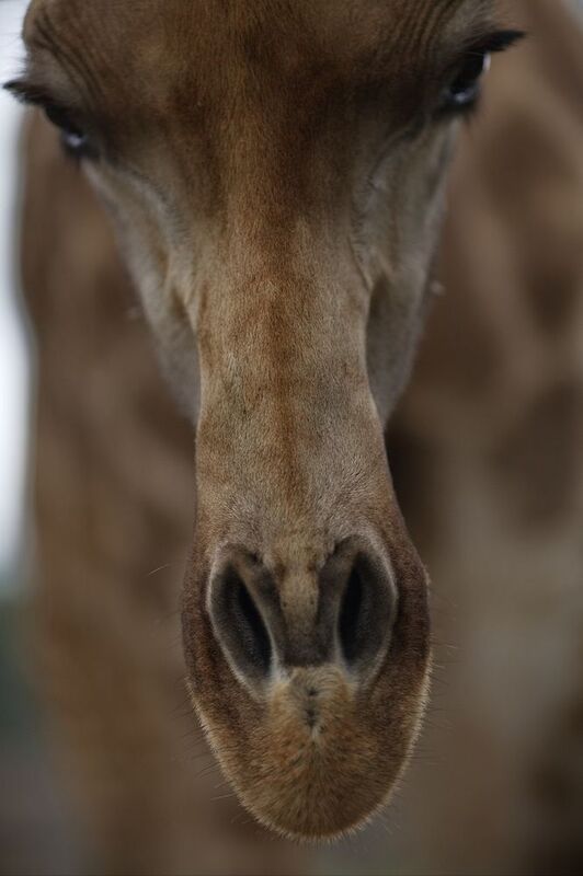 жираф не надо бояться.. фото превью
