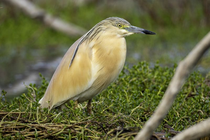Жёлтая цапля. фото превью