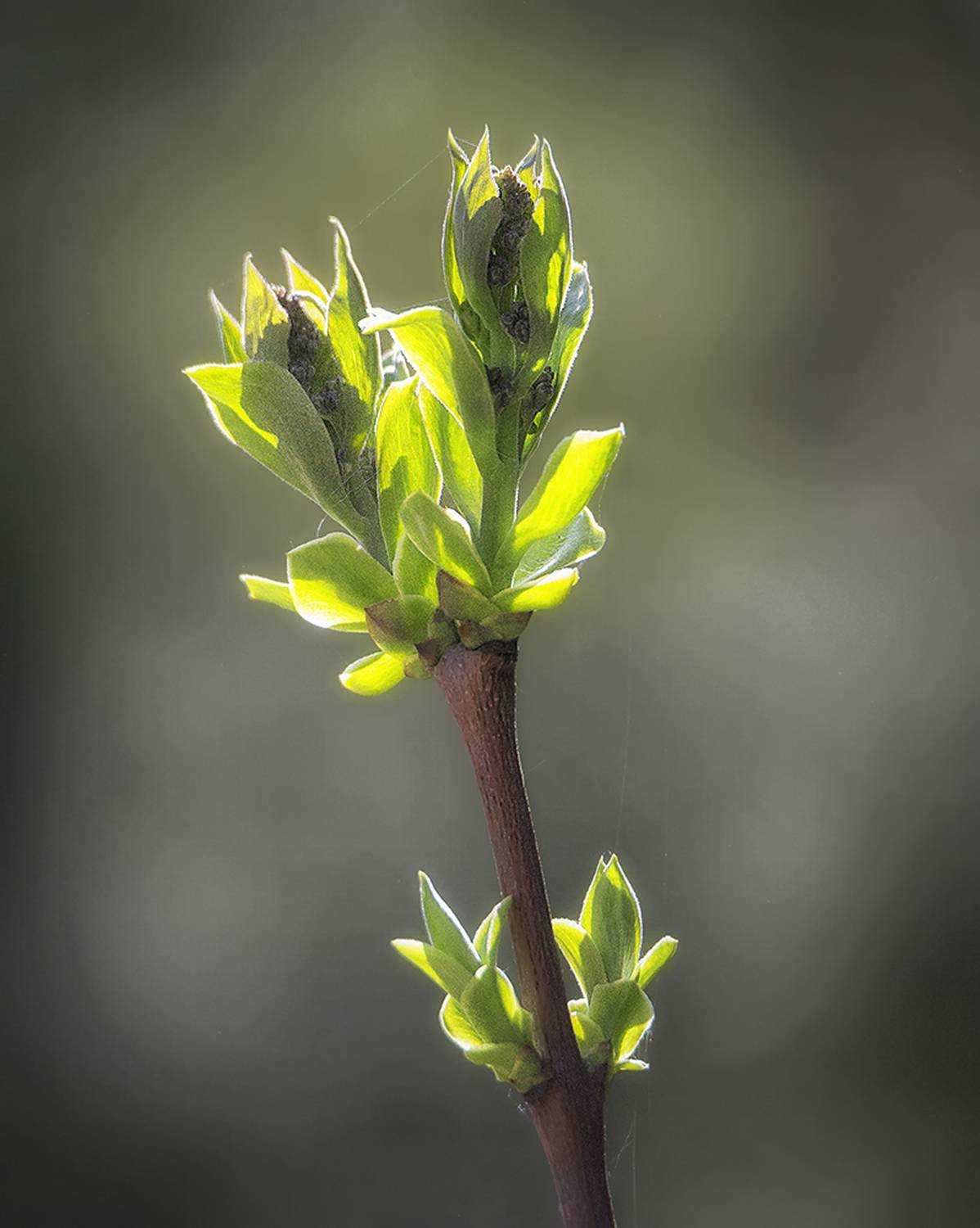 , Сергей Аникин
