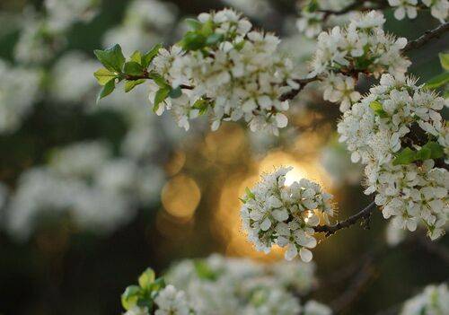 Мгновение весны