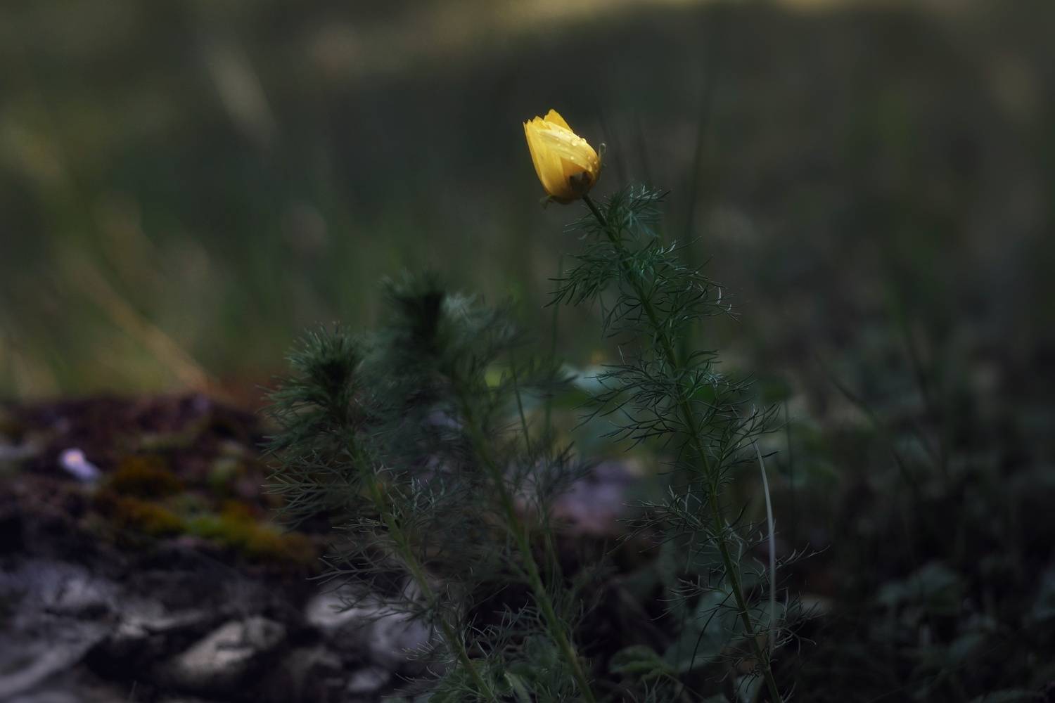 , Юлияна Стоянова