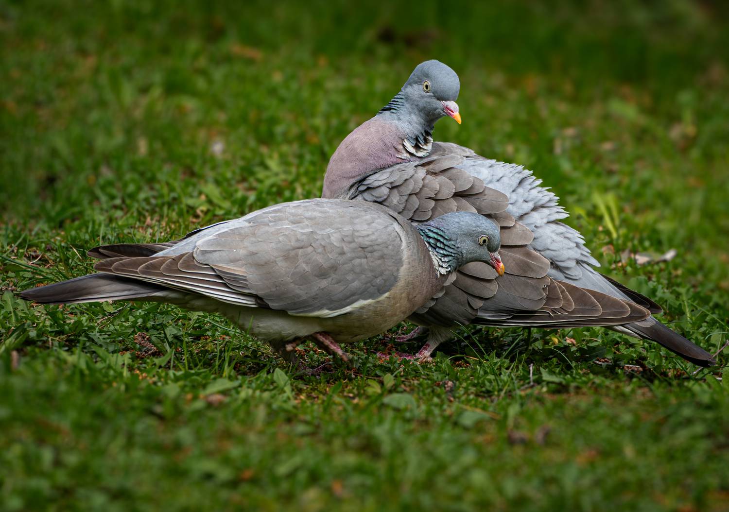 , Курлянцев Алексей