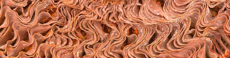 Крупный план гриба фото превью