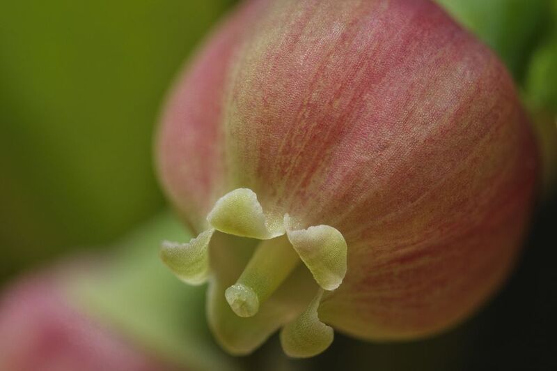 Wild blackberry blossom фото превью