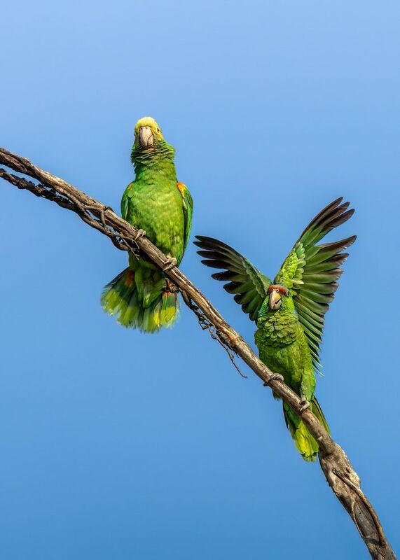 фото превью