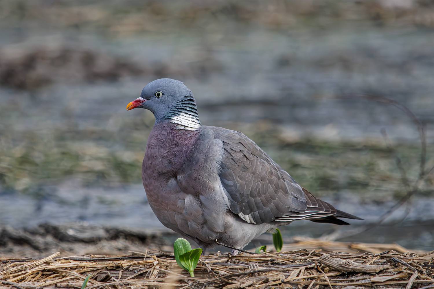 вяхирь, Морозов Сергей