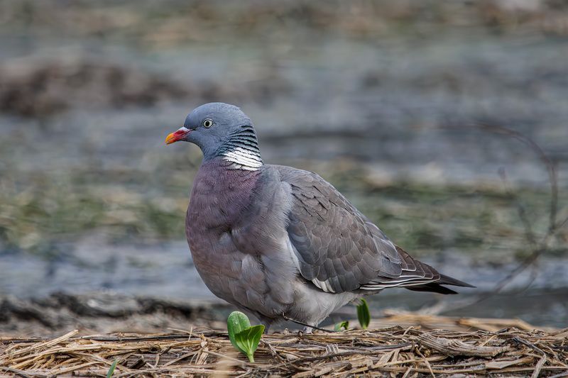 вяхирь Вяхирь фото превью