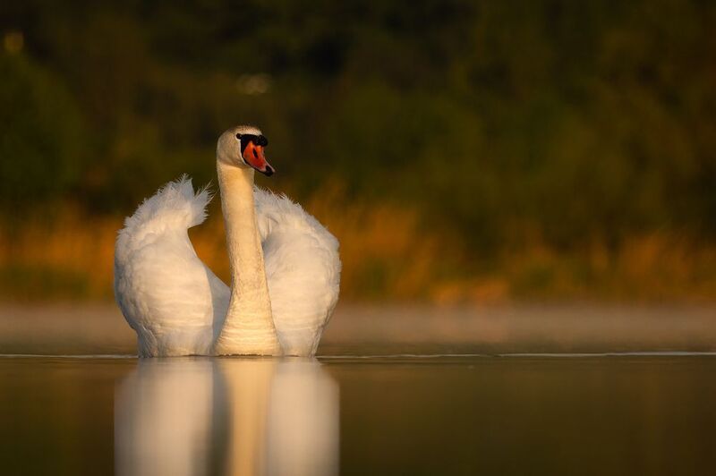 Swan фото превью
