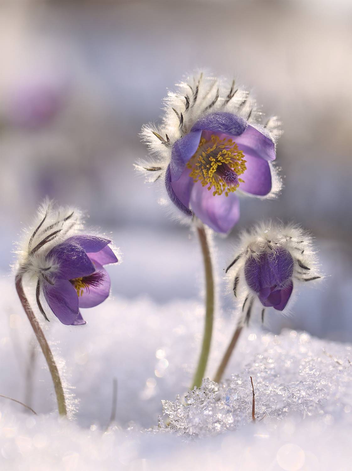 нерюнгри,прострел, якутия, сон-трава, женялевина, евгениялевина, растенияякутии, растениялевиной, Евгения Левина