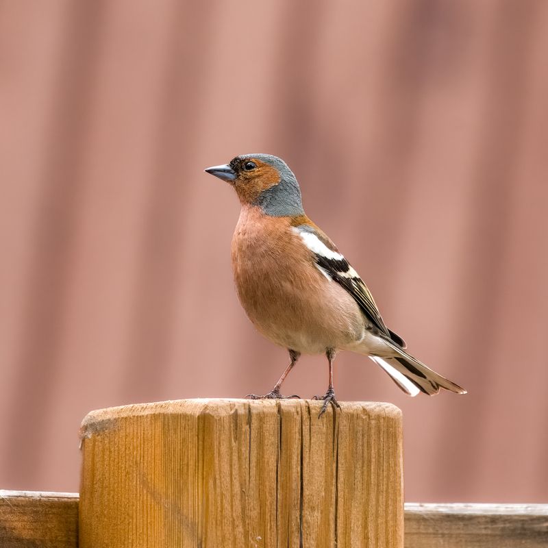 зяблик, птицы, бердвочинг, пижон Когда ты великолепен и знаешь об этом). фото превью