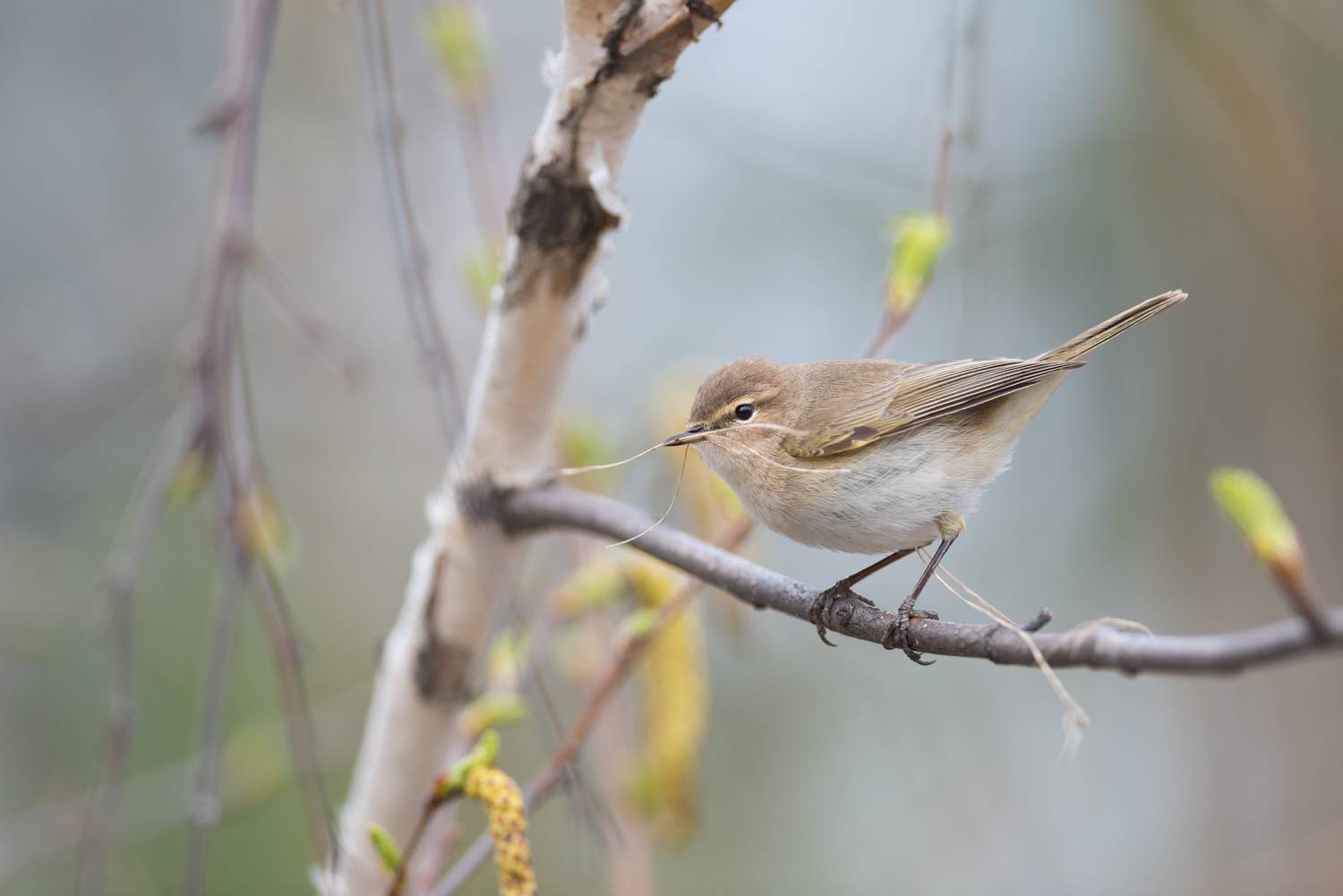 пеночка, теньковка, пеночка-теньковка, птица, птицы, лес, природа, весна, новосибирск, фотоохота, Воронов Денис
