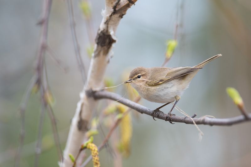 пеночка, теньковка, пеночка-теньковка, птица, птицы, лес, природа, весна, новосибирск, фотоохота Майские хлопоты фото превью